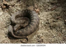 Attēlu rezultāti vaicājumam “Natrix natrix adult”