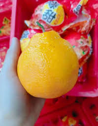 Image result for 春粒