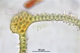 Attēlu rezultāti vaicājumam “Orthotrichum lyellii”
