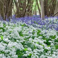 Image result for Allium ursinum