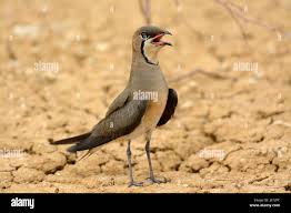 Image result for Glareola maldivarum