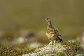 Attēlu rezultāti vaicājumam “Lagopus lagopus female”