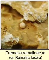 Attēlu rezultāti vaicājumam “Tremella ramalinae”