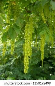 Attēlu rezultāti vaicājumam “Pterocarya fraxinifolia female flower”