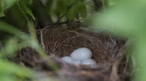 Attēlu rezultāti vaicājumam “Emberiza schoeniclus nest”