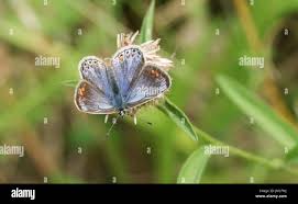 Attēlu rezultāti vaicājumam “Polyommatus icarus female”