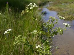 Attēlu rezultāti vaicājumam “Berula erecta”
