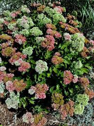 Attēlu rezultāti vaicājumam “Hylotelephium telephium flower”