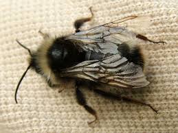 Attēlu rezultāti vaicājumam “Psithyrus sylvestris”