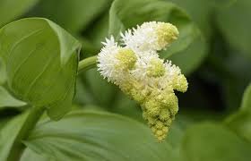 Attēlu rezultāti vaicājumam “Salix repens subsp. rosmarinifolia flower”