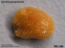 Attēlu rezultāti vaicājumam “Rorippa palustris fruit”