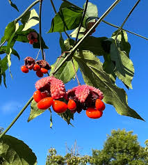 Attēlu rezultāti vaicājumam “Euonymus fruit”