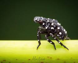 Attēlu rezultāti vaicājumam “Tritomegas bicolor nymph”