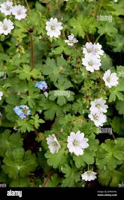 Attēlu rezultāti vaicājumam “Geranium pyrenaicum leaf”