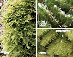 Attēlu rezultāti vaicājumam “Neckera crispa sporophyte”