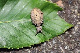 Attēlu rezultāti vaicājumam “Myrmeleontidae imago”