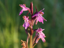 Attēlu rezultāti vaicājumam “Dactylorhiza russowii”