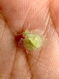 Attēlu rezultāti vaicājumam “Macrosiphoniella millefolii”