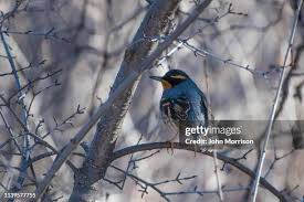 Image result for Ixoreus naevius