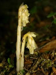 Attēlu rezultāti vaicājumam “Monotropa hypopitys”