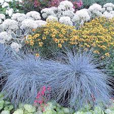 Attēlu rezultāti vaicājumam “Festuca polesica”