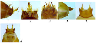Attēlu rezultāti vaicājumam “Potamophylax”