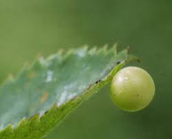 Attēlu rezultāti vaicājumam “Diplolepis eglanteriae”