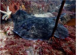 Image result for Raja undulata