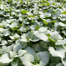 Attēlu rezultāti vaicājumam “Lamium maculatum leaf”