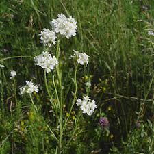 Attēlu rezultāti vaicājumam “Berteroa incana fruit”