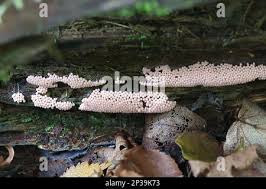 Attēlu rezultāti vaicājumam “Heterotrichia ferruginea (syn. Arcyria ferruginea)”