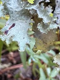 Attēlu rezultāti vaicājumam “Platismatia glauca”