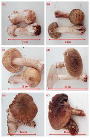 Attēlu rezultāti vaicājumam “Amanita rubescens”
