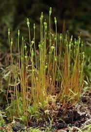 Attēlu rezultāti vaicājumam “Splachnum ampullaceum”