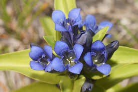 Attēlu rezultāti vaicājumam “Gentiana cruciata flower”