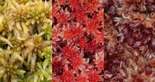 Attēlu rezultāti vaicājumam “Sphagnum inundatum”