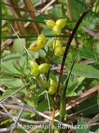 Attēlu rezultāti vaicājumam “Scheuchzeria palustris flower”