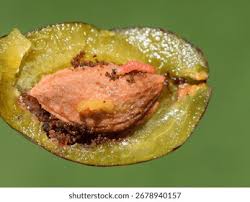 Attēlu rezultāti vaicājumam “Grapholita funebrana larva”