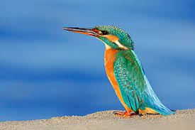 Attēlu rezultāti vaicājumam “Alcedo atthis adult”