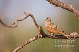 Image result for Emberiza caesia