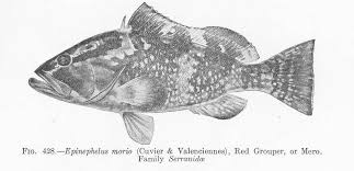 Image result for Epinephelus morio