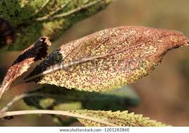 Attēlu rezultāti vaicājumam “Tranzschelia pruni-spinosae spores”