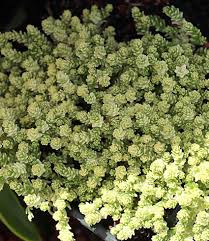 Image result for Sedum acre