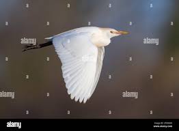 Attēlu rezultāti vaicājumam “Bubulcus ibis”