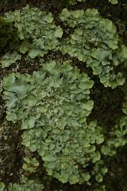 Attēlu rezultāti vaicājumam “Punctelia subrudecta”