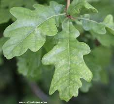 Attēlu rezultāti vaicājumam “Quercus robur leaf”