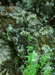 Attēlu rezultāti vaicājumam “Galium boreale leaf”