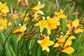 Attēlu rezultāti vaicājumam “Hemerocallis lilioasphodelus flower”