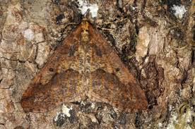 Attēlu rezultāti vaicājumam “Erannis defoliaria imago”