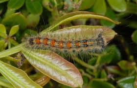 Attēlu rezultāti vaicājumam “Lymantria dispar larva”
